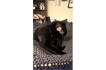 A black cat kneads a thick squishy knitted blanket and slow blinks